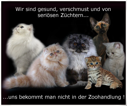 zoo_cats